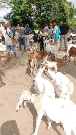 Harga Kambing Jelang Idul Adha Anjlok, Peternak dan Blantik di Tubaba Mengeluh
