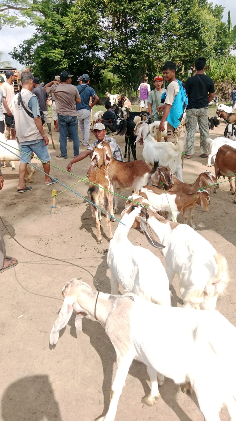 Harga Kambing Jelang Idul Adha Anjlok, Peternak dan Blantik di Tubaba Mengeluh