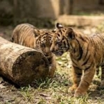 “Lahir dari Luka”: Dua Anak Harimau Sumatera Hadir dari Induk Korban Jerat di Lampung