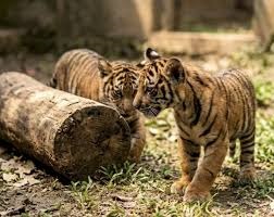 “Lahir dari Luka”: Dua Anak Harimau Sumatera Hadir dari Induk Korban Jerat di Lampung